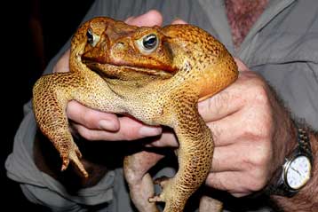 Φρύνος σε μέγεθος γάτας συνελήφθη στην Αυστραλία