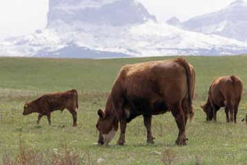 Η υψηλή κατανάλωση βοδινού από τις εγκύους «επηρεάζει το σπέρμα των αγοριών τους»
