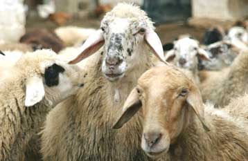 Καμπανάκι της Κομισιόν στην Ελλάδα για την απαγόρευση εισαγωγών αμνοεριφίων