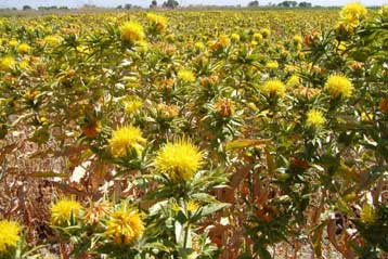 Γενετικά τροποποιημένο φυτό παράγει ανθρώπινη ινσουλίνη