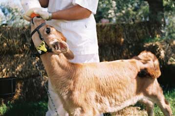 Ανθρώπινη ινσουλίνη τώρα και από κλωνοποιημένες αγελάδες