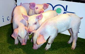 Κύτταρα χοίρου λειτουργούν στο σώμα διαβητικού εδώ και δέκα χρόνια