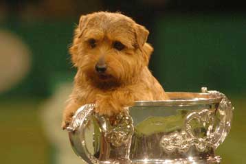 Αναγνωρίστηκε γονίδιο που καθορίζει το μέγεθος των σκύλων