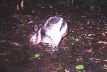 Σπάνια εμφάνιση για απειλούμενο κουνέλι της Σουμάτρας