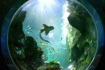 Ξεπέρασε το ένα εκατομμύριο είδη ο Κατάλογος της Ζωής στη Γη