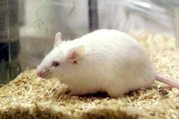 Φαρμακευτικό κοκτέιλ εμποδίζει τις μεταστάσεις σε πειραματόζωα