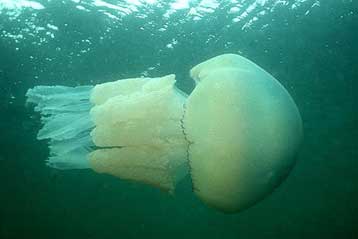 Τροπικά είδη εισβάλλουν στη Μεσόγειο λόγω της κλιματικής αλλαγής