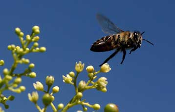 Η μυστηριώδης εξαφάνιση των μελισσών «οφείλεται στα κινητά τηλέφωνα»