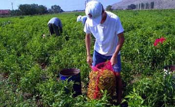 Σημαντικό πρόβλημα λειψυδρίας σε Θεσσαλία, Ήπειρο και τα νησιά του Αιγαίου