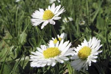 Ανακαλύφθηκε η ουσία που κάνει τα φυτά να ανθίζουν