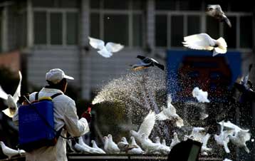 Ρομποτικά γεράκια διώχνουν τα περιστέρια από το Λίβερπουλ