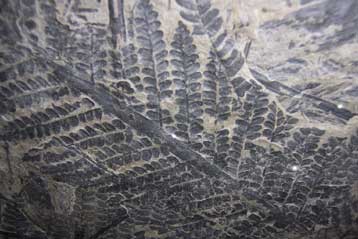 Απολιθωμένο τροπικό δάσος κρυβόταν σε ανθρακωρυχείο των ΗΠΑ