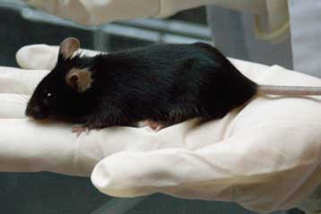 Πειραματικό φάρμακο υπόσχεται καταπολέμηση πολλών γενετικών ασθενειών