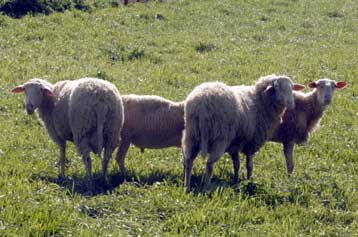 Καρκινογόνο γάλα δίνουν τα πρόβατα στο Βόλο