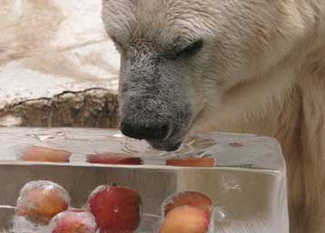 Αναγνωρίστηκε ο υποδοχέας του δέρματος που αντιλαμβάνεται το ψύχος