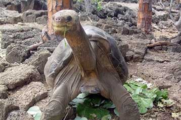 Ο Μοναχικός Τζορτζ ίσως δεν είναι η τελευταία χελώνα του είδους του