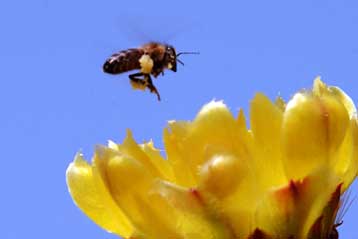 Η μυστηριώδης εξαφάνιση των μελισσών «απειλεί τη γεωργία με κατάρρευση»