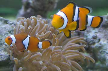 O Νέμο το ψάρι βρίσκει μόνος του το δρόμο για το σπίτι