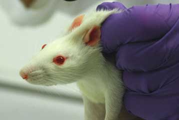 Απαγορεύονται στην ΕΕ οι «σκληρότερες» δοκιμές καλλυντικών σε ζώα