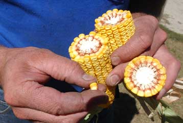 Έκθεση του ΟΗΕ εκφράζει αμφιβολίες για τα βιοκαύσιμα