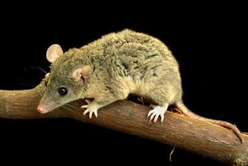 Δημοσιεύτηκε το πλήρες γονιδίωμα του ταπεινού οπόσσουμ