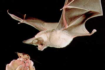 Πουλιά και νυχτερίδες είναι διαφορετικοί αεροπόροι