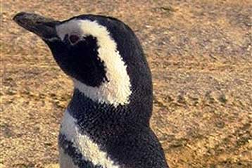 Μπερδεμένος πιγκουίνος ξεστράτισε 5.000 χιλιόμετρα