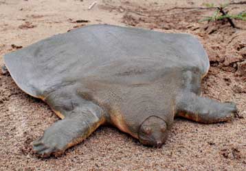Σπάνιο είδος χελώνας εντοπίστηκε σε προπύργιο των Ερυθρών Χμερ στην Καμπότζη