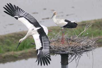 Σπάνιος πελαργός εκκολάπτεται στην Ιαπωνία για πρώτη φορά από το 1964