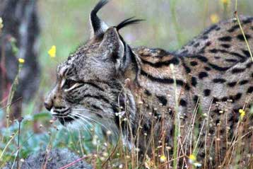 Τρία είδη ζώων και φυτών εξαφανίζονται από τον πλανήτη κάθε ημέρα