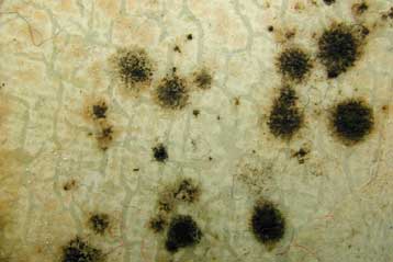 Η μούχλα στο Τσερνομπίλ τρέφεται με… ραδιενέργεια