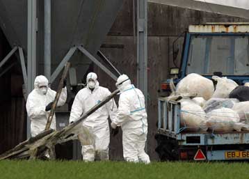 Τέσσερις Βρετανοί βρέθηκαν θετικοί σε στέλεχος του ιού της γρίπης των πτηνών