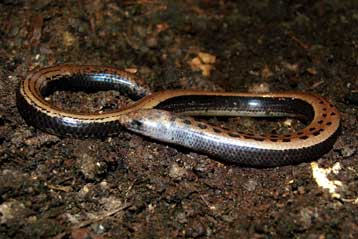Σαύρα χωρίς πόδια ανακαλύφθηκε στην Ινδία