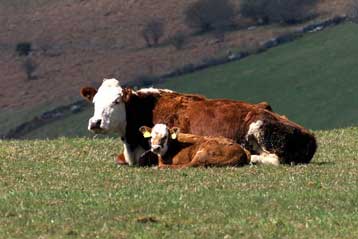 Αγελάδες στη Νέα Ζηλανδία παράγουν γάλα light