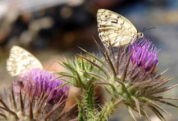 Χίλια πεντακόσια είδη ελληνικών φυτών στον Βαλκανικό Βοτανικό Κήπο Κρουσσίων