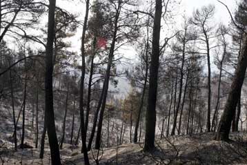 Δύσκολο καλοκαίρι προβλέπει ο υπουργός Εσωτερικών για την πυρασφάλεια των δασών