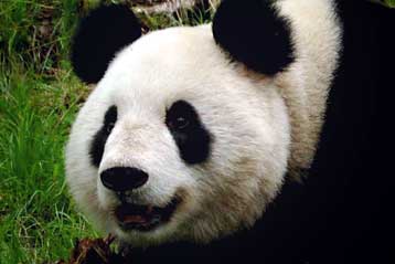 Πέθανε το μοναδικό πάντα που απελευθερώθηκε στη φύση