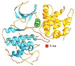 Η απενεργοποίησης γονιδίου καθιστά τα ποντίκια εξυπνότερα