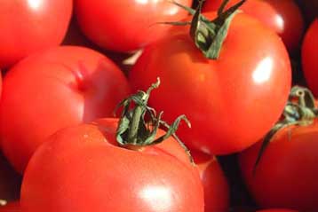 Γενετικά τροποποιημένες τομάτες τώρα και με νέα αρώματα