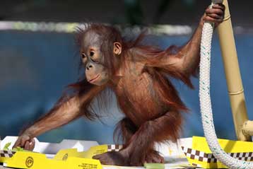 Η δίποδη βάδιση ίσως πρωτοεμφανίστηκε… πάνω στα δέντρα