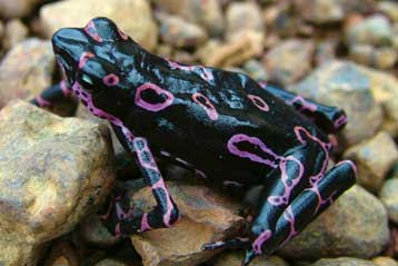 Είκοσι τέσσερα νέα είδη ζώων ανακαλύφθηκαν στο Σουρινάμ