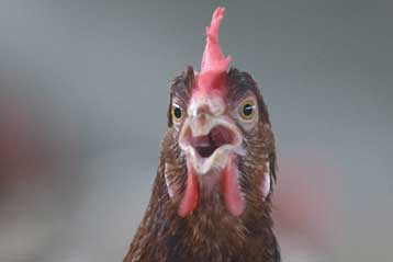 Η κότα ανακάλυψε την Αμερική πριν από τον Κολόμβο