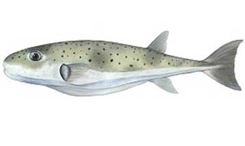 Επικίνδυνο για τη δημόσια υγεία είδος ψαριού εμφανίστηκε στα ελληνικά νερά