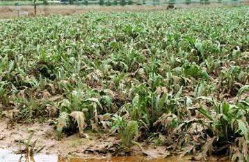 Πλημμύρες και ζημίες σε καλλιέργειες από τις βροχοπτώσεις στην κεντρική Μακεδονία