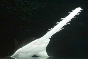 Προστασία στα ευρωπαϊκά χέλια και τα πριονόψαρα προσφέρει ο ΟΗΕ