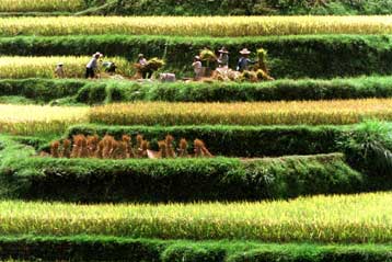 Γενετικά τροποποιημένο ρύζι προσφέρει ανοσία στη χολέρα