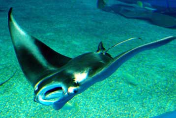 Διαβολόψαρο γεννήθηκε για πρώτη φορά σε αιχμαλωσία