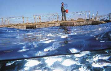Στην κορυφή των εξαγωγών μαζί με το ελαιόλαδο τα ελληνικά ψάρια θαλασσοκαλλιέργειας