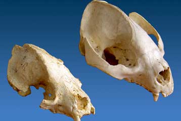 Πυγμαίος πρόγονος του γιγάντιου πάντα ανακαλύφθηκε στην Κίνα