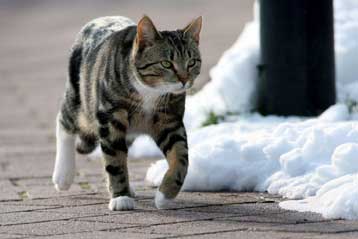 Η μείωση των πουλιών στις πόλεις ίσως οφείλεται στις… γάτες